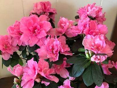 Medical Center Dental, LLC