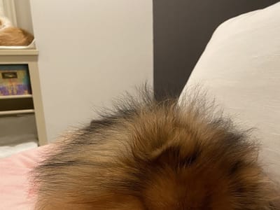 Melissa S. Chun DDS, Exceptional Dentistry