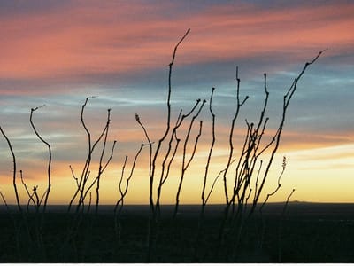 Michael D. Law, D.D.S.; David D. Warren, D.D.S.