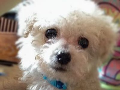 Michael T. Guldan, DDS, PLLC