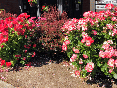 Milwaukie Family Dentistry , Thomas Bachhuber Jr DMD