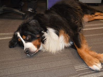 Modestow Family Dentistry