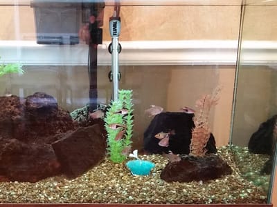 Monrovia Family Dentistry