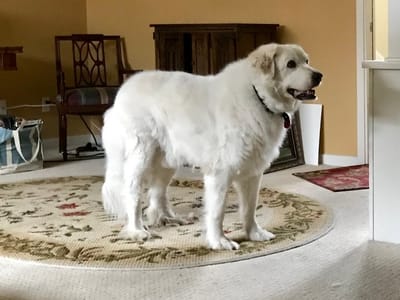 New Braunfels Dentists PLLC.