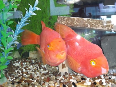 New Horizons Family Dentistry