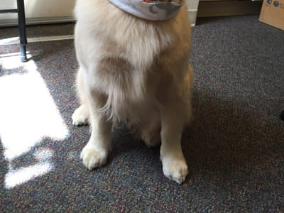 Nicholas G Dose, DMD - Family Dentistry in Lake Oswego