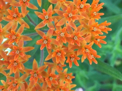 North Country Dental