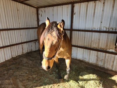 Open and Affordable Dental Bennett