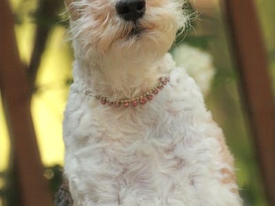 P. Piero DDS Family Dentistry