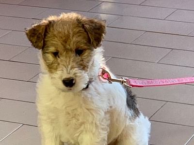 P. Piero DDS Family Dentistry