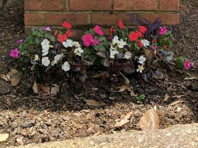 Palmetto Family Dentistry, PA