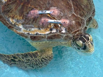 Pedodontic Associates Kahala Office