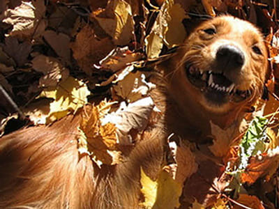 Placerville Dental Care | Dr. Cynthia Russell