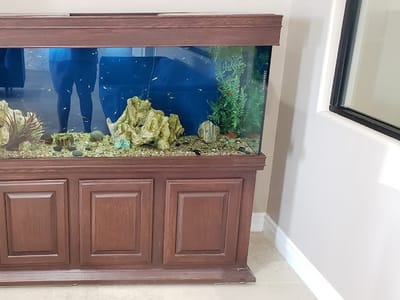 Port Isabel Dental Associates