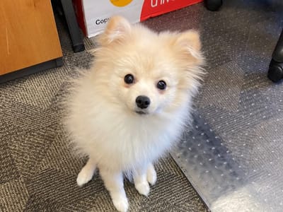 Portsmouth Dental Care