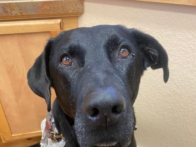 Pueblo West Neighborhood Dental & Implants