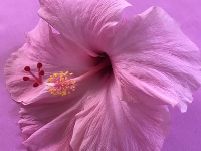 Pure Health Dentistry