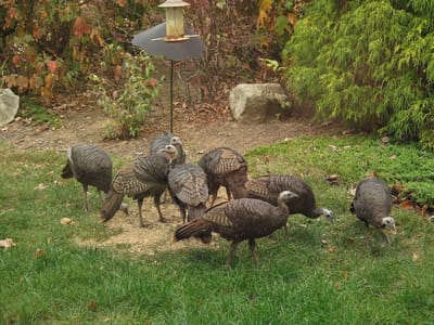 Reynolds Mountain Dentistry