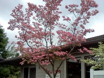 Rogue Valley Dental Center