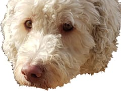 Sayyar's Family Dentistry