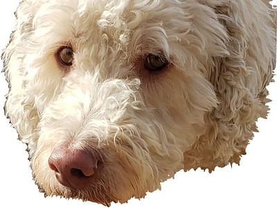 Sayyar's Family Dentistry