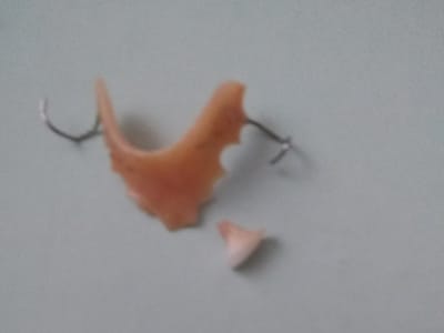 Sebasticook Dental Center