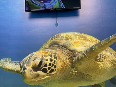 Smile Luv Dental of El Paso