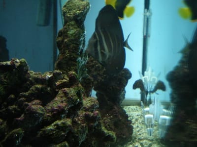 South Beach Dentistry