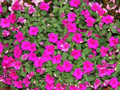 Sweetgums Dental, LLC