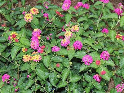 Sweetgums Dental, LLC