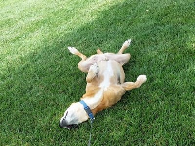 Synergy Dental Group