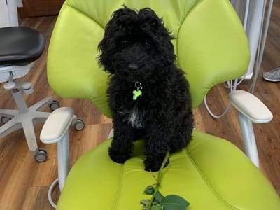 The Fort Collins Dentist - Family & Implant Dentistry