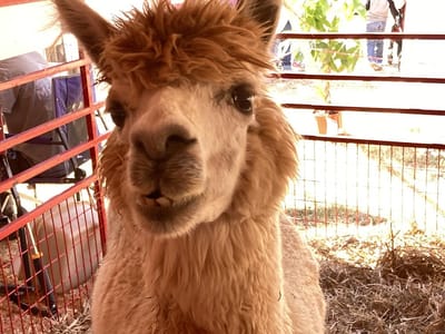 The Winning Smile Dental Group