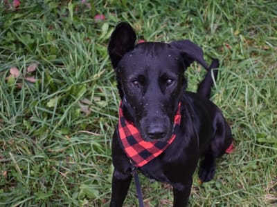 University Square Dental Associates