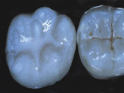 Waldrep Family Dentistry