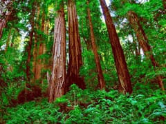 Willits Modern Dentistry